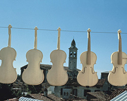 violini